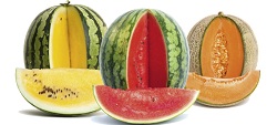 anguria melone